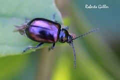 Macrohaltica transversa