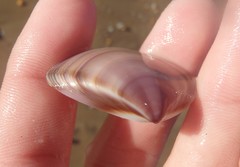 Austromactra contraria