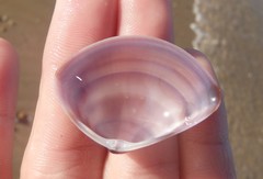 Austromactra contraria