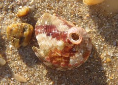 Haliotis coccoradiata