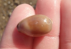 Purpuradusta gracilis