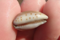 Purpuradusta gracilis