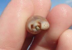 Purpuradusta gracilis