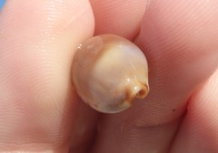 Purpuradusta gracilis