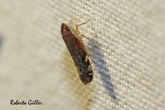 Portaninae