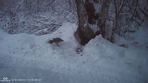 American Goshawk photographed in Alaska