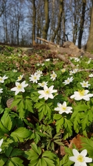 Anemonoides nemorosa