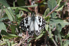 Melanargia occitanica