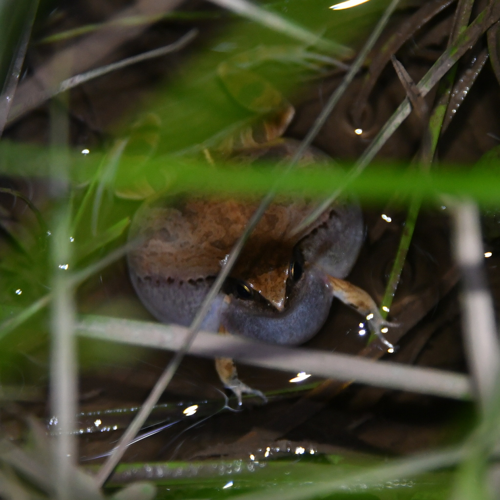 Pale-legged Weeping Frog from Parque Nacional Chaco, Intendencia del ...