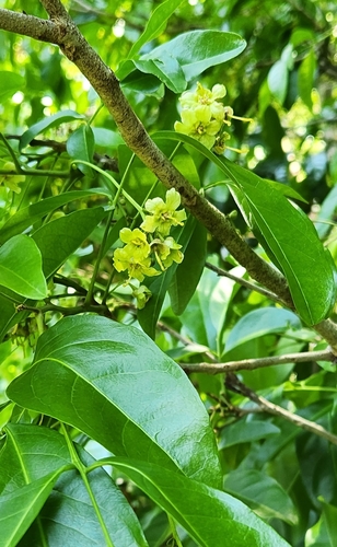 Harpullia pendula