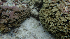 Porites rus