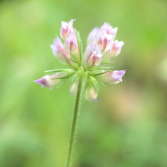 Trifolium bifidum