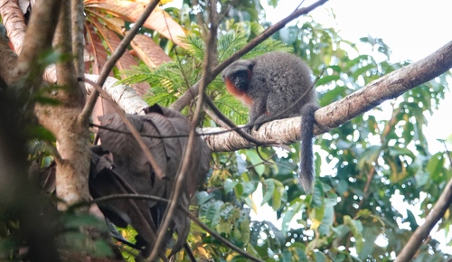 Baptista Lake Titi (Plecturocebus baptista) — Least Concern Mammalia
