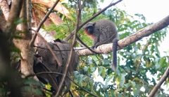 Baptista Lake Titi photo 1