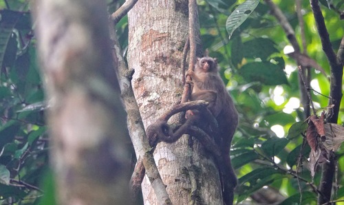 Black-crowned Dwarf Marmoset (Mico humilis) — Data Deficient Mammalia