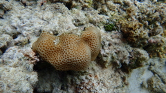 Goniastrea
