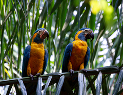 Blue-Throated Macaw photo 4