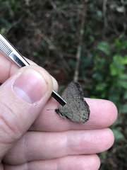 Paryphthimoides poltys