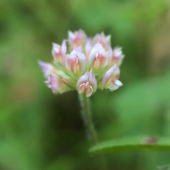 Trifolium bifidum