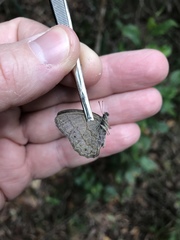 Paryphthimoides poltys