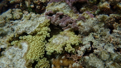 Porites rus