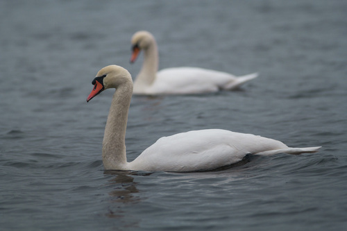 Cisne vulgar (Cygnus olor)