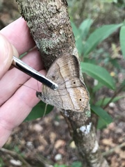 Yphthimoides straminea