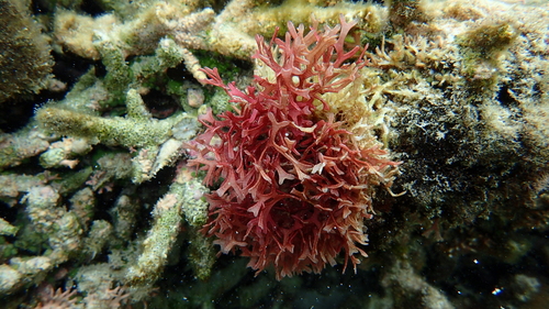 Dichotomaria marginata