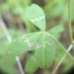 Trifolium bifidum