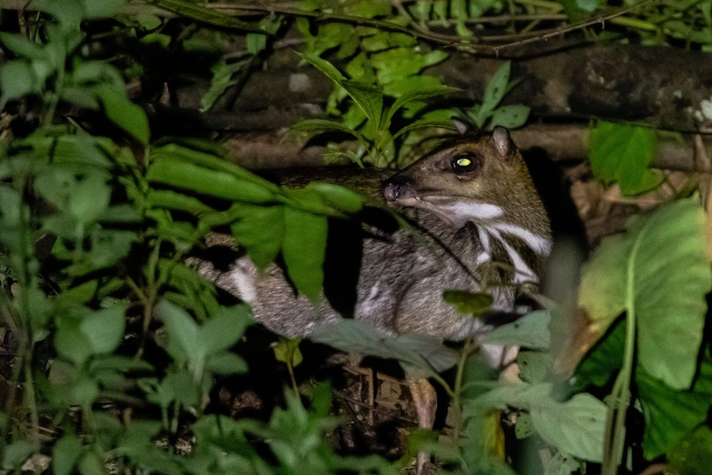 Greater Mouse-Deer