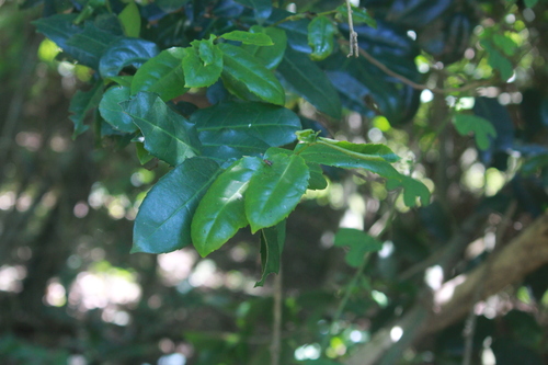 Drypetes natalensis, photograph 5