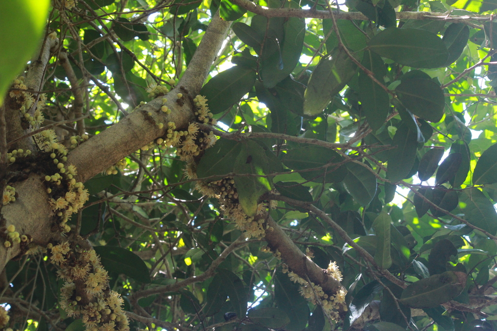 Drypetes natalensis; photograph (c) Mahomed Desai, some rights reserved (CC BY)