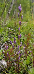Gentianella propinqua propinqua
