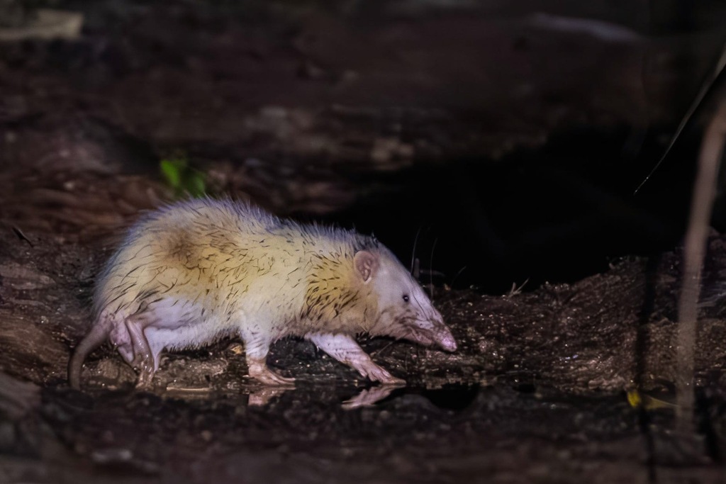 Moonrat (Zodiac animals(十二生肖)of Indonesia part 1) · iNaturalist