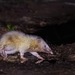 Moonrat - Photo (c) Royle Safaris, some rights reserved (CC BY-NC), uploaded by Royle Safaris