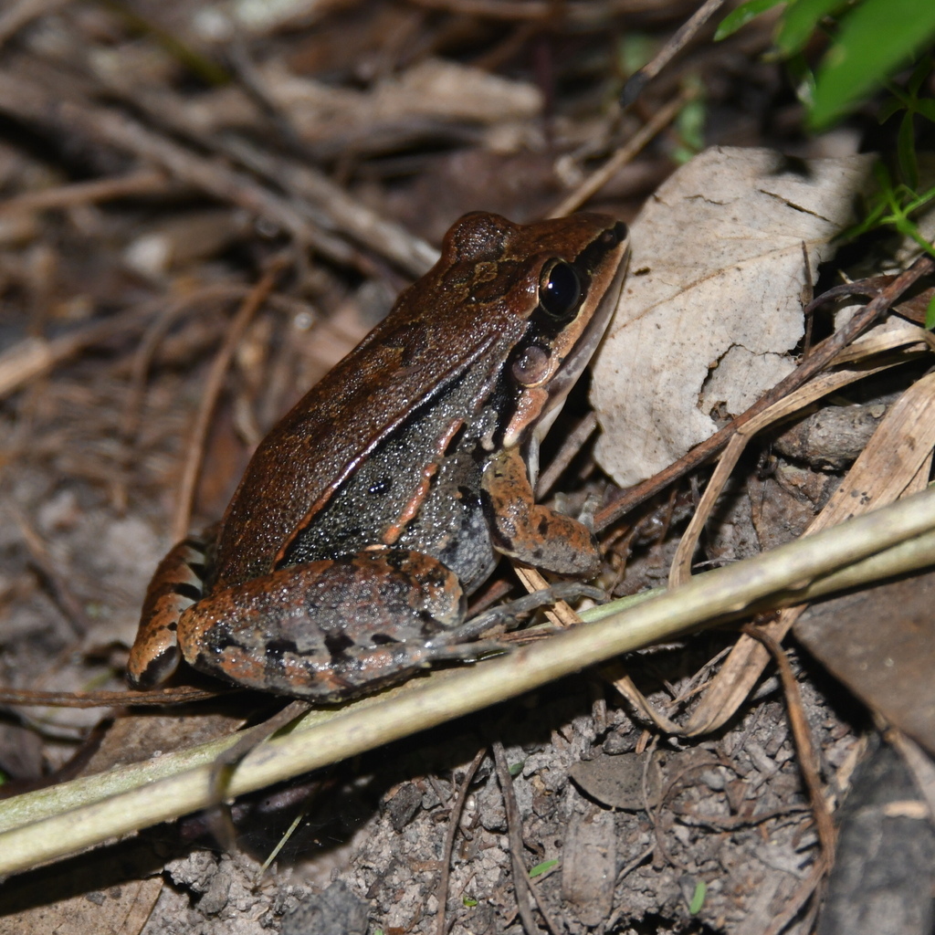 Marbled White-lipped Frog from Parque Nacional Chaco, Intendencia del ...