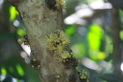 Drypetes natalensis, photograph (c) Mahomed Desai, some rights reserved (CC BY)