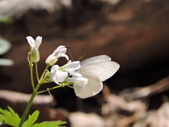 Pieris virginiensis