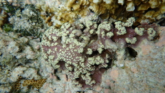 Porites rus