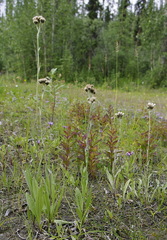 Antennaria pulcherrima
