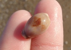 Purpuradusta gracilis