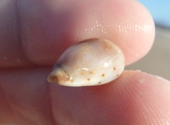 Purpuradusta gracilis