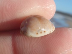 Purpuradusta gracilis