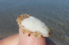 Tugali parmophoidea