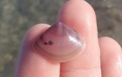 Austromactra contraria