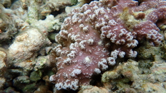 Porites rus