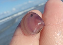 Austromactra contraria