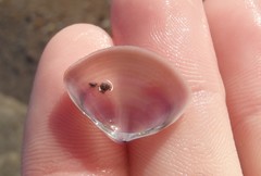 Austromactra contraria