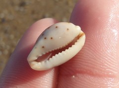 Purpuradusta gracilis