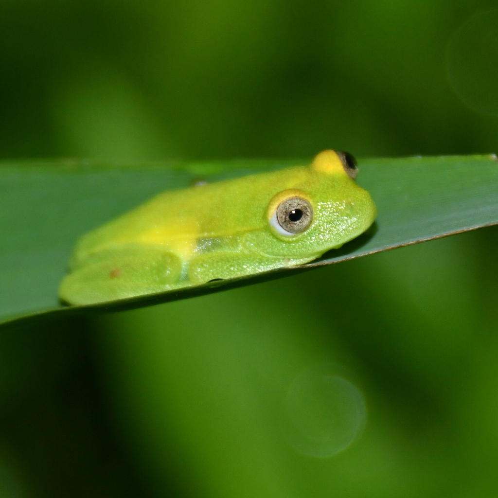 Polka-dot Tree Frog from Parque Nacional Chaco, Intendencia del Parque ...